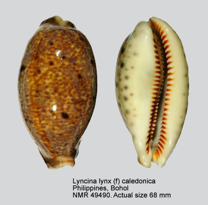 Lyncina lynx (f) caledonica.jpg - Lyncina lynx (f) caledonicaCrosse,1869